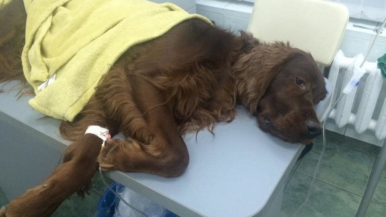 Главная картинка новости: Жители Новороссийска бьют тревогу из-за догхантеров: на улице раскидывают отраву