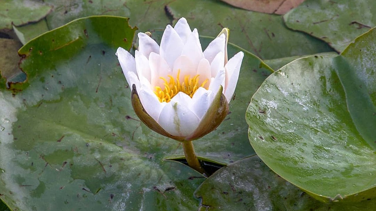 Главная картинка новости: На Южных прудах зацвели краснокнижные кувшинки