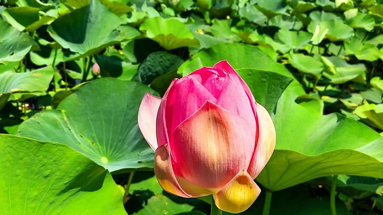Главная картинка новости: На Кубани начали цвести лотосы. 5 мест, где можно полюбоваться экзотическими цветами