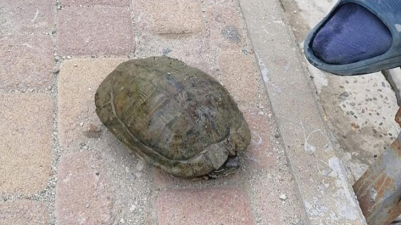 Главная картинка новости: В Новороссийске в ливневке среди мусора нашли черепаху