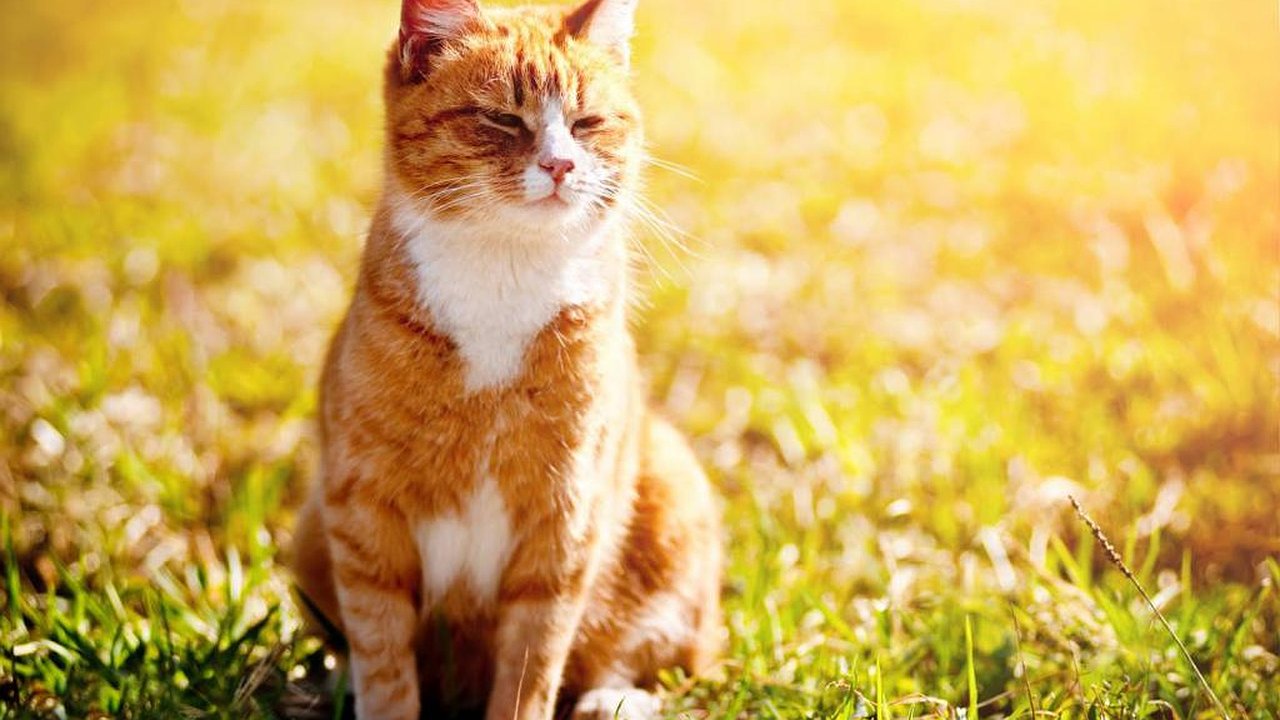 Главная картинка новости: По-настоящему летнее солнце. Какая погода ждет новороссийцев в выходные?