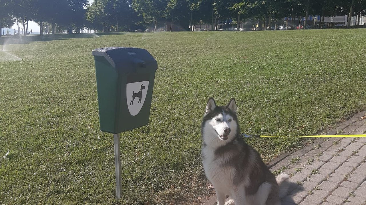 Главная картинка новости: На набережной Новороссийска установили первые догбоксы