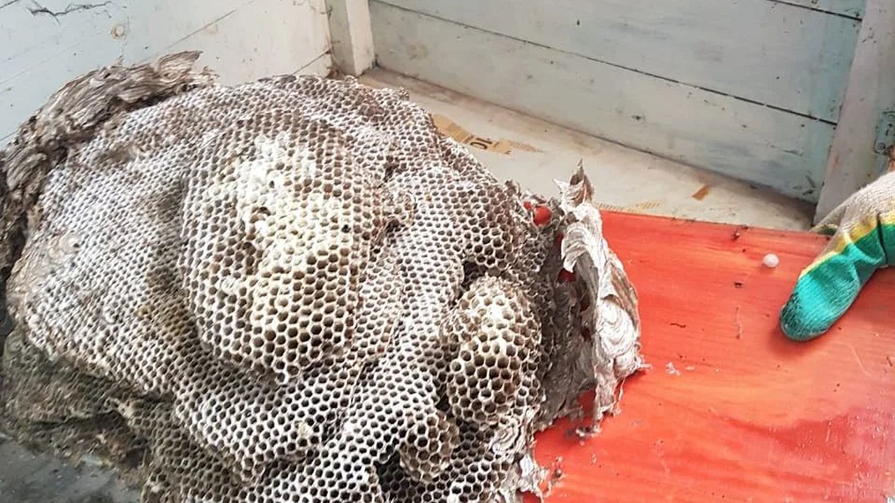 Главная картинка новости: Новороссийцы нашли в многоквартирном доме улей