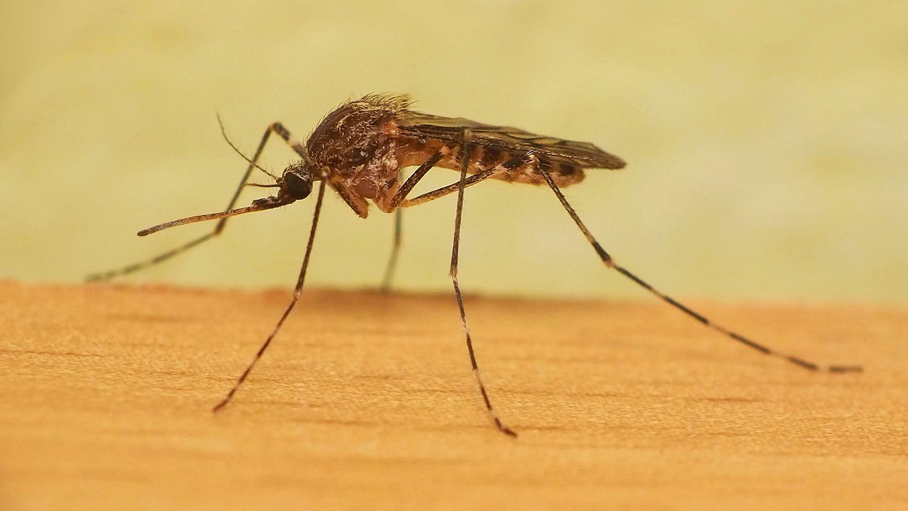 Главная картинка новости: Новороссийцев ожидает нашествие комаров из-за снежной зимы