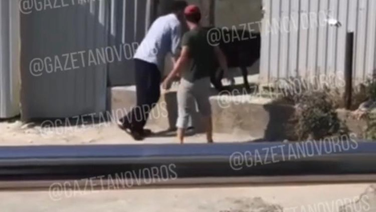 Главная картинка новости: «Одну затолкали в такси, избили». Новороссийцев шокировало обращение с овцами