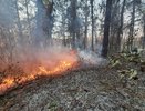 На территории Краснодарского края ввели пожароопасный сезон