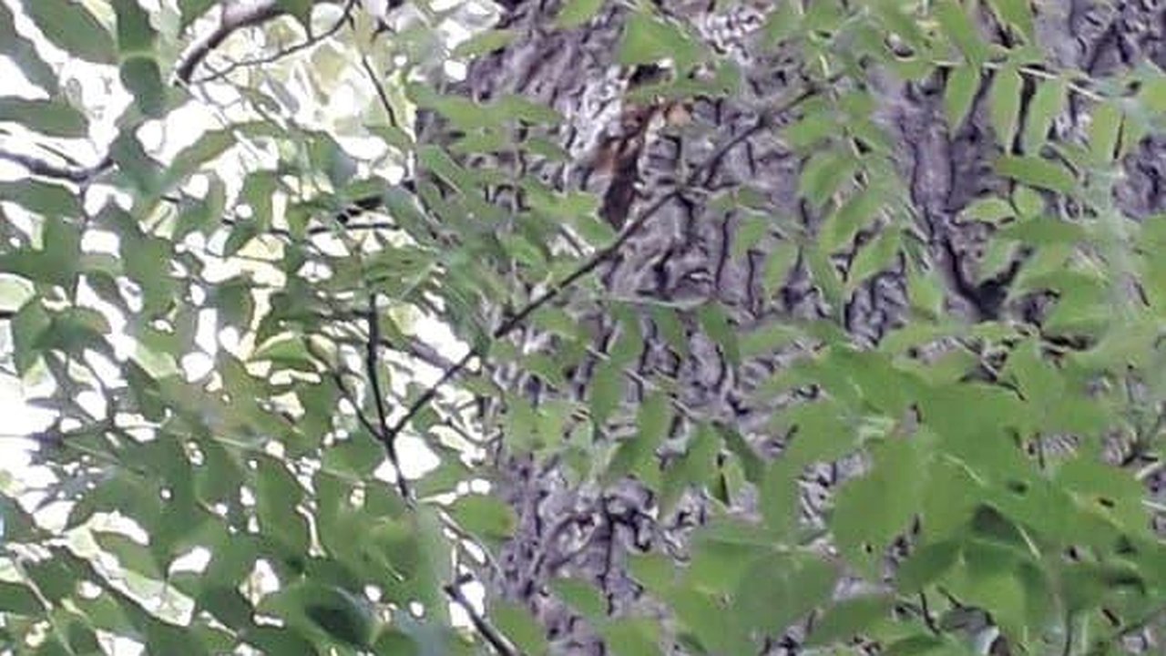 Главная картинка новости: На дереве у жилых высоток в Новороссийске поселился енот