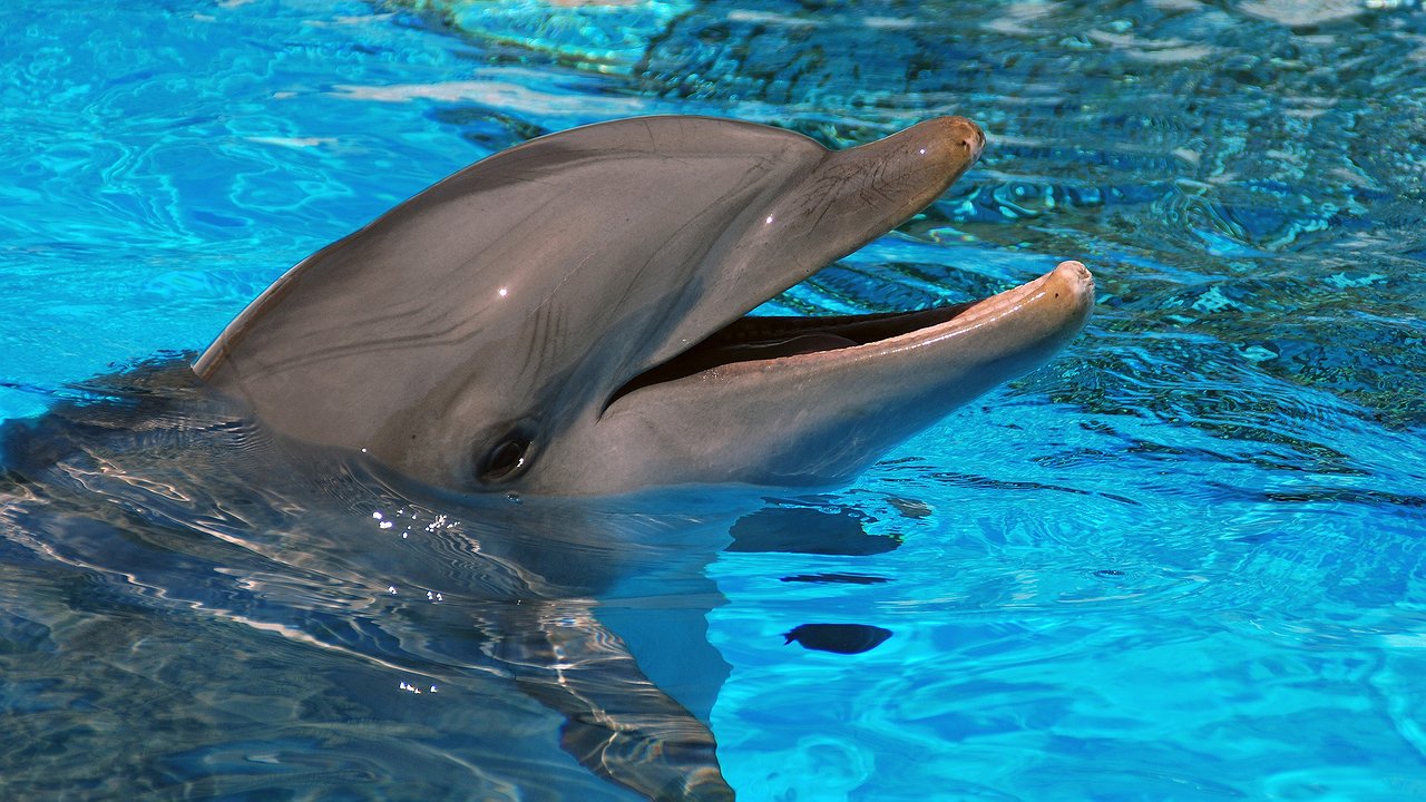 Главная картинка новости: В Госдуму внесли законопроект о защите дельфинов. Его предложила депутат из Краснодарского края
