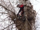 Кронирование и вырубка. В Центральном внутригородском районе провели обследование зеленых насаждений