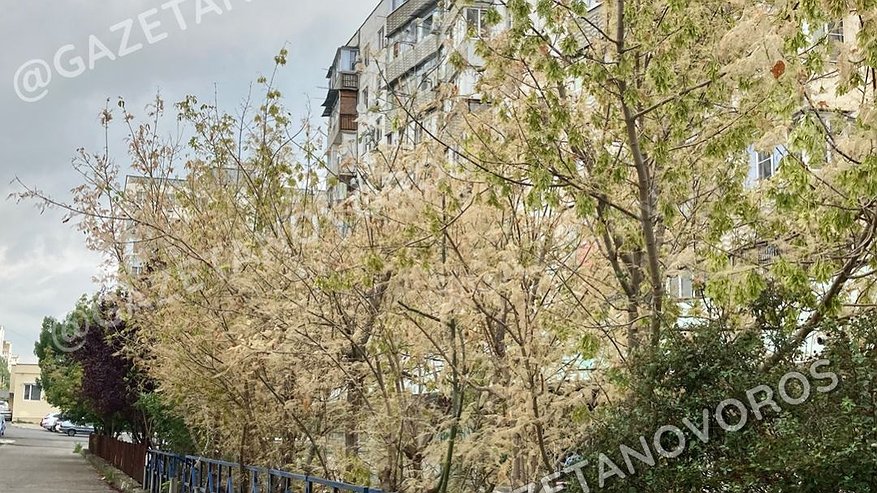 Главная картинка новости: В Новороссийске отменили карантинную зону по американской белой бабочке