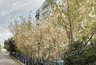 Миниатюра новости: В Новороссийске отменили карантинную зону по американской белой бабочке