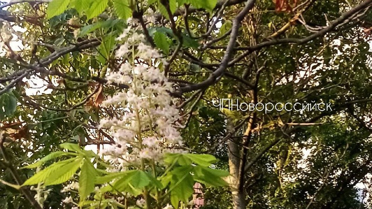 Главная картинка новости: В конце августа в Новороссийске повторно зацвели каштаны