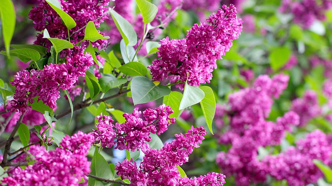 Главная картинка новости: В День народного единства новороссийцы высадят 77 кустов сирени