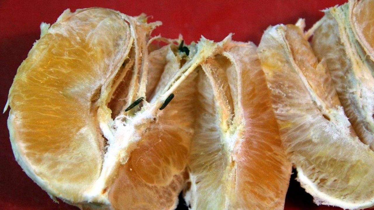 Главная картинка новости: Новороссийский порт не принял 186 тонн мандаринов и консервов из Турции