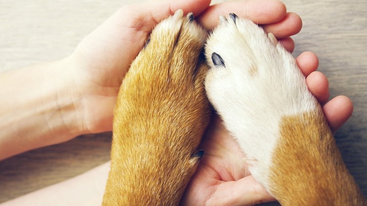 Главная картинка новости: «Малыш не видел белого света!» Новороссийские волонтеры просят помочь щенку, который 4 месяца просидел в запертой комнате