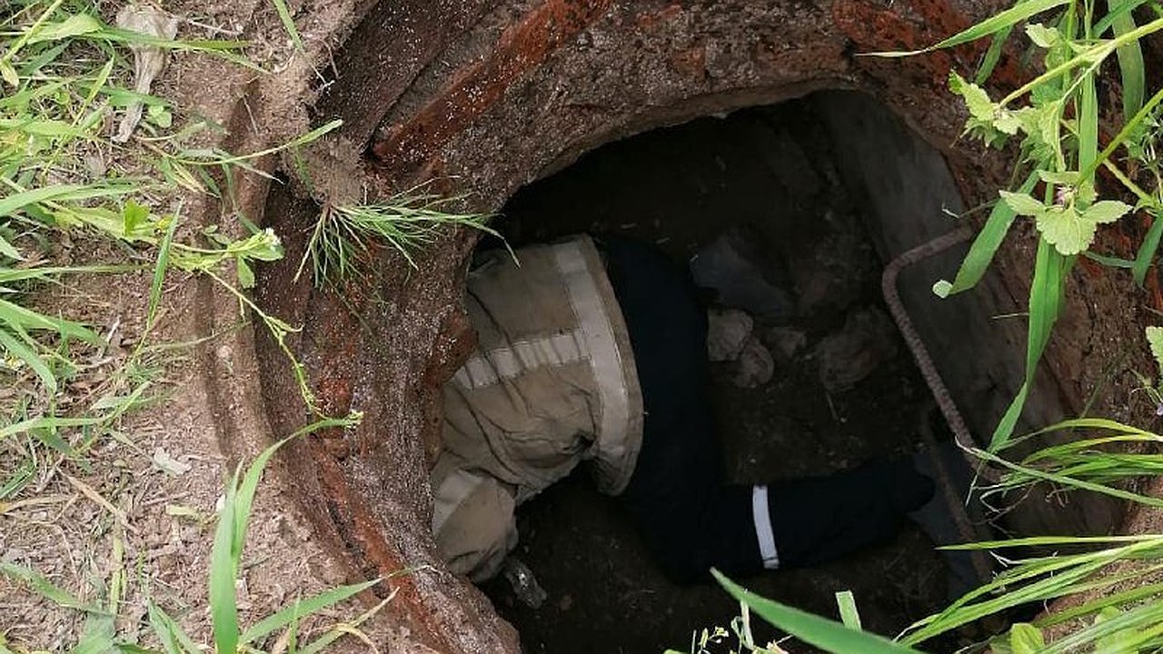 Главная картинка новости: Спасатели в Новороссийске вызволили застрявших в теплотрассе собак