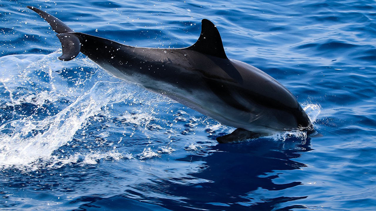 Главная картинка новости: Спортсмены спасли дельфина, запутавшегося в сетях