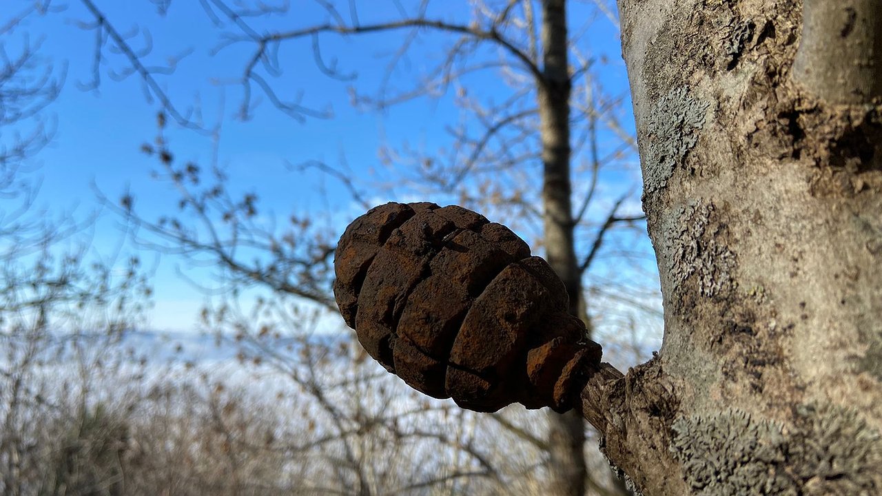 Главная картинка новости: Жители Новороссийска в лесу нашли гранату