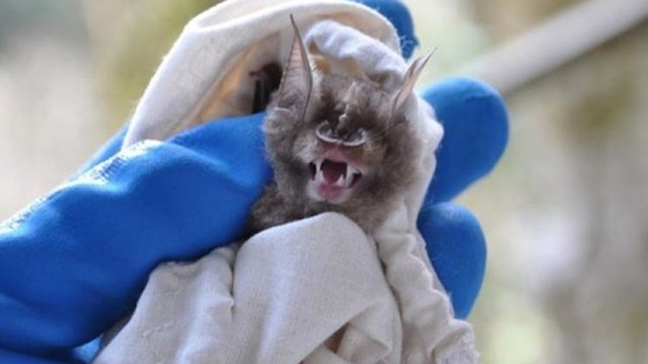 Главная картинка новости: На Кубани у летучих мышей нашли два новых вида коронавируса