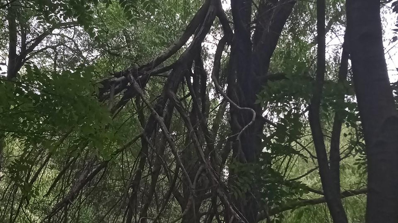 Главная картинка новости: В Пионерской роще с деревьев падают сухие ветки. Новороссийцы боятся несчастного случая