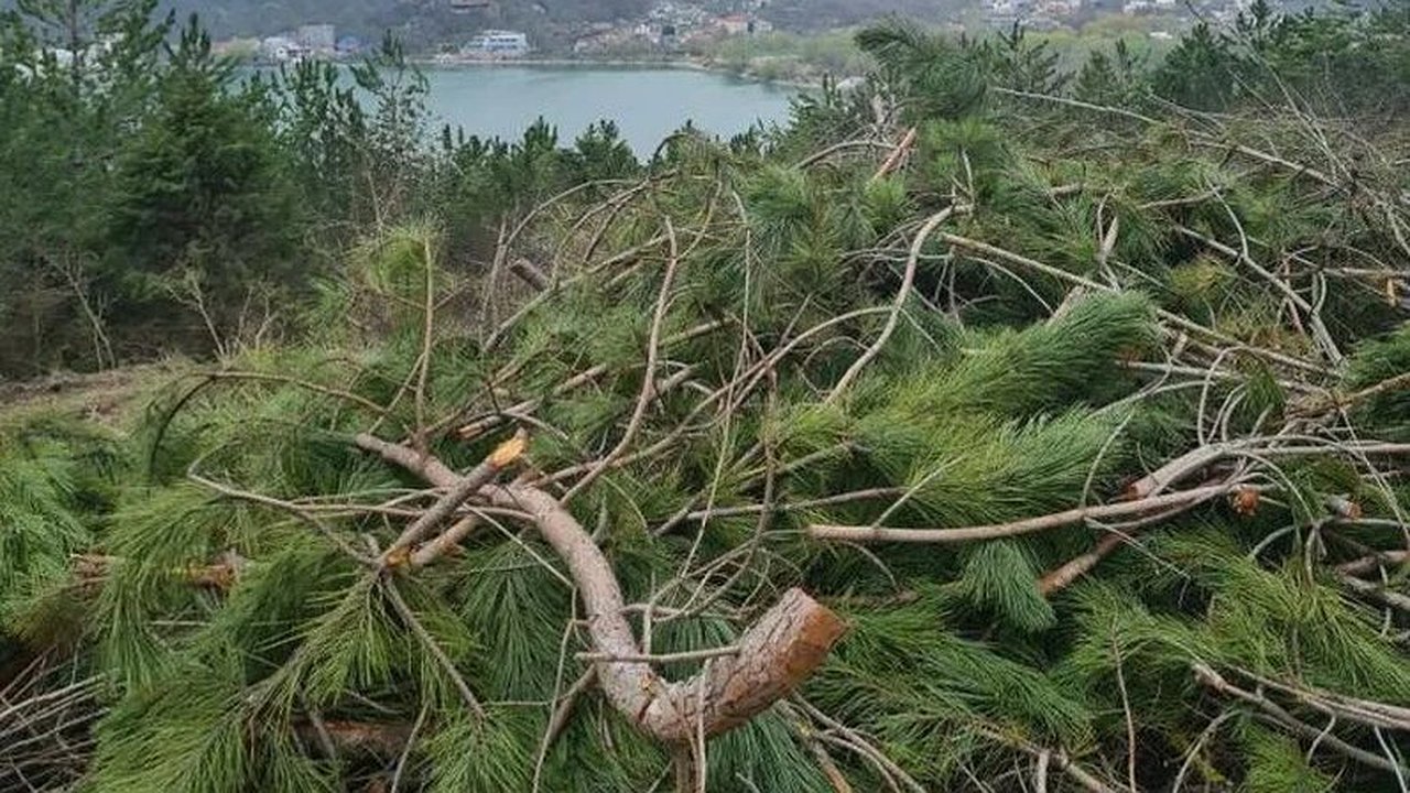 Главная картинка новости: В Абрау-Дюрсо срубили краснокнижные сосны на миллион рублей