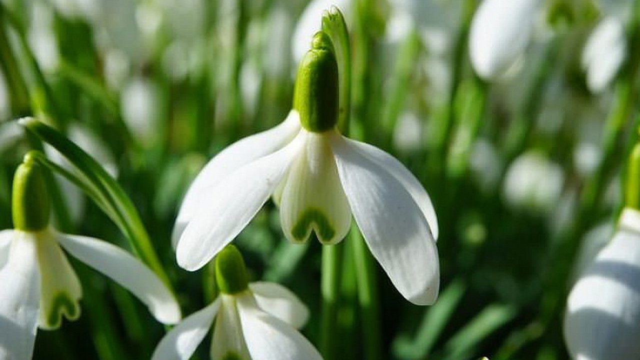 Главная картинка новости: Первоцветы: какой штраф грозит за их сбор и покупку?