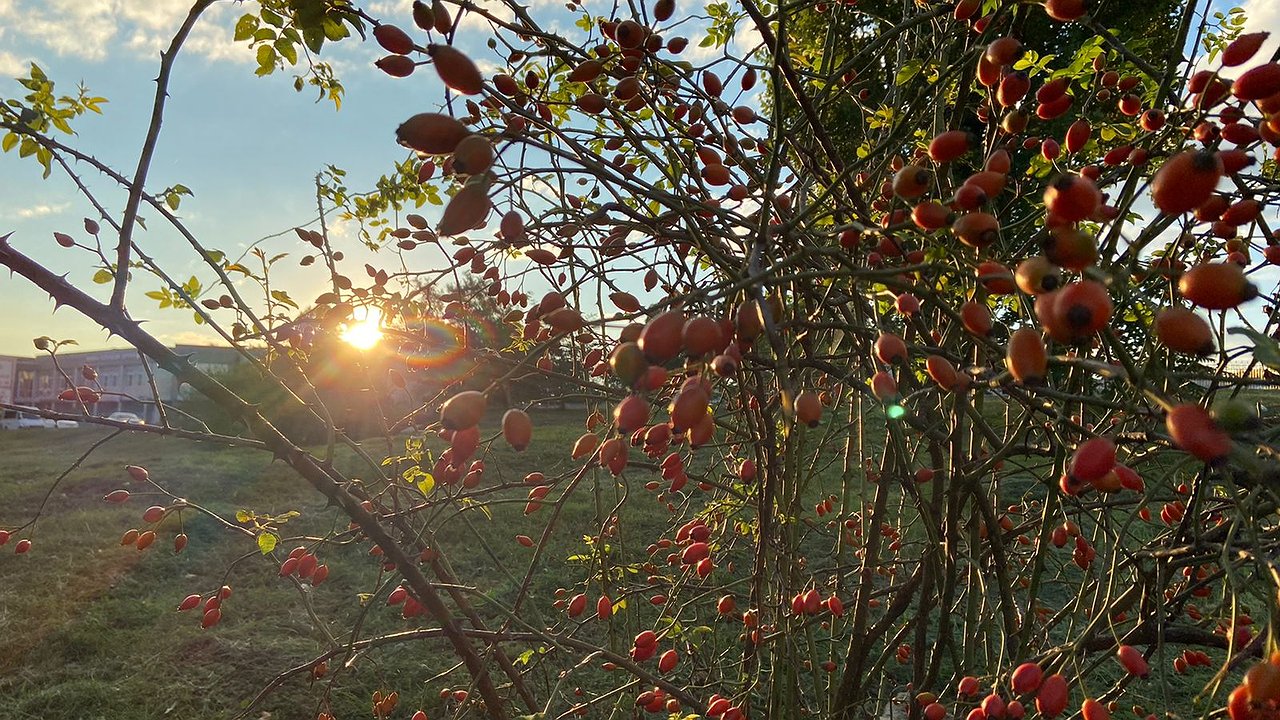 Главная картинка новости: На Южных прудах в Новороссийске созревает шиповник