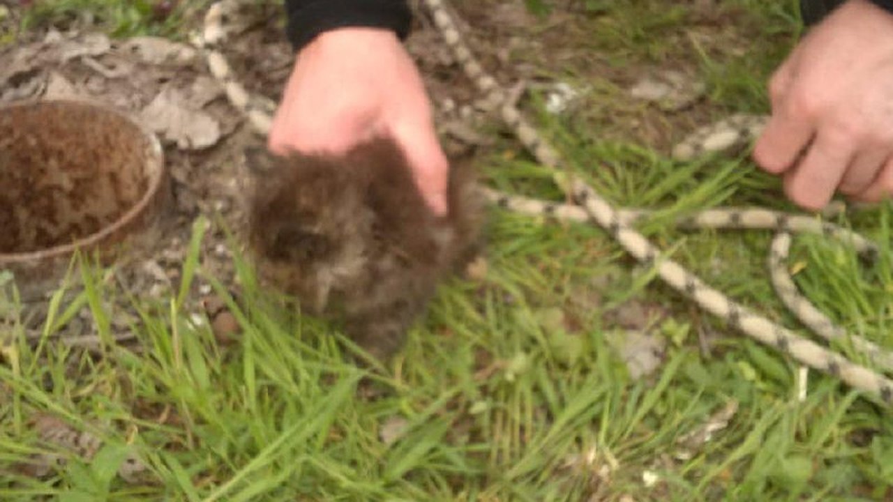 Главная картинка новости: Кошачьи истории: новороссийские спасатели вытащили ушастого из трубы