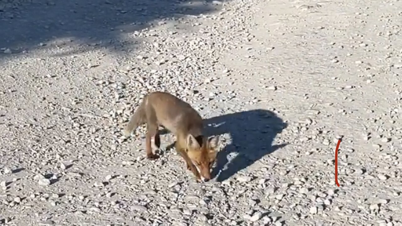 Главная картинка новости: В горах Новороссийска лисёнок выпрашивает у людей еду. Милое видео