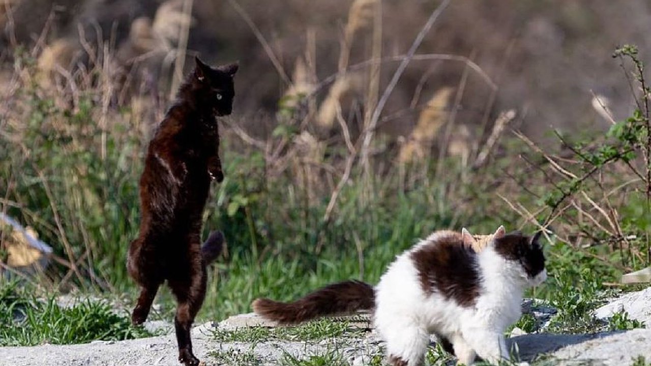 Главная картинка новости: Хвостатая радость. Подборка фотографий котиков Новороссийска