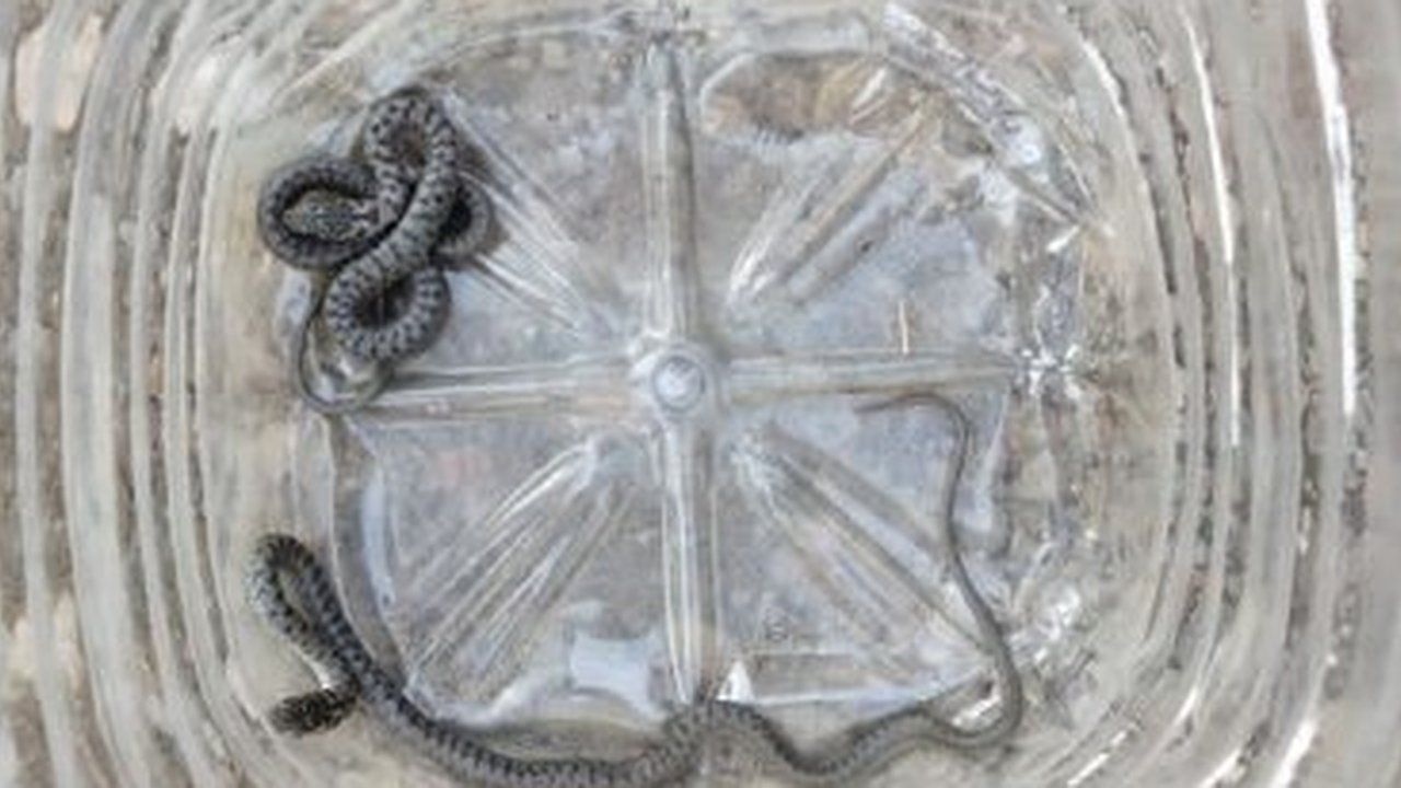 Главная картинка новости: У дома новороссийцев поселились две змеи: их ловили спасатели