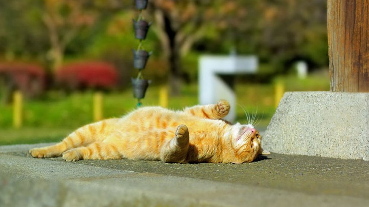 Главная картинка новости: Главный метеоролог страны рассказал, какая погода ждет кубанцев в Первомай