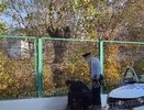 Полицейские Новороссийска спасли котенка из рук неадекватной женщины. Видео