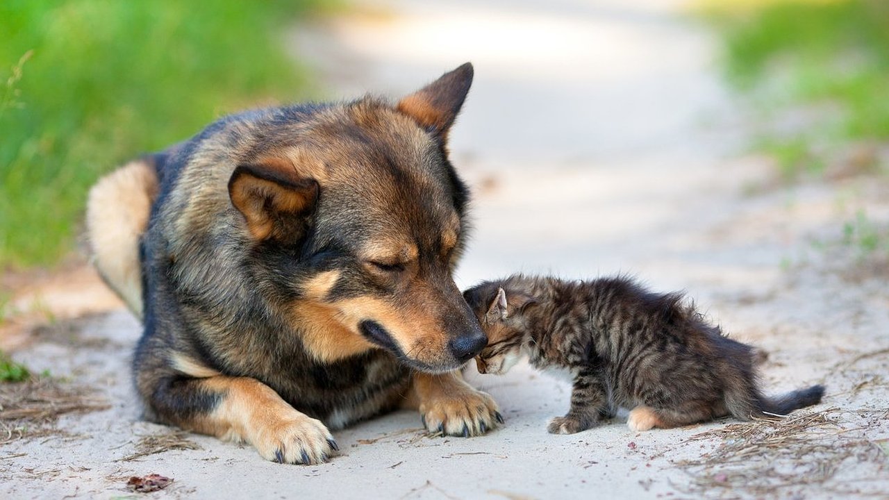 Главная картинка новости: Завтра в парке Фрунзе Новороссийска кавер-группа даст благотворительный концерт в помощь бездомным животным