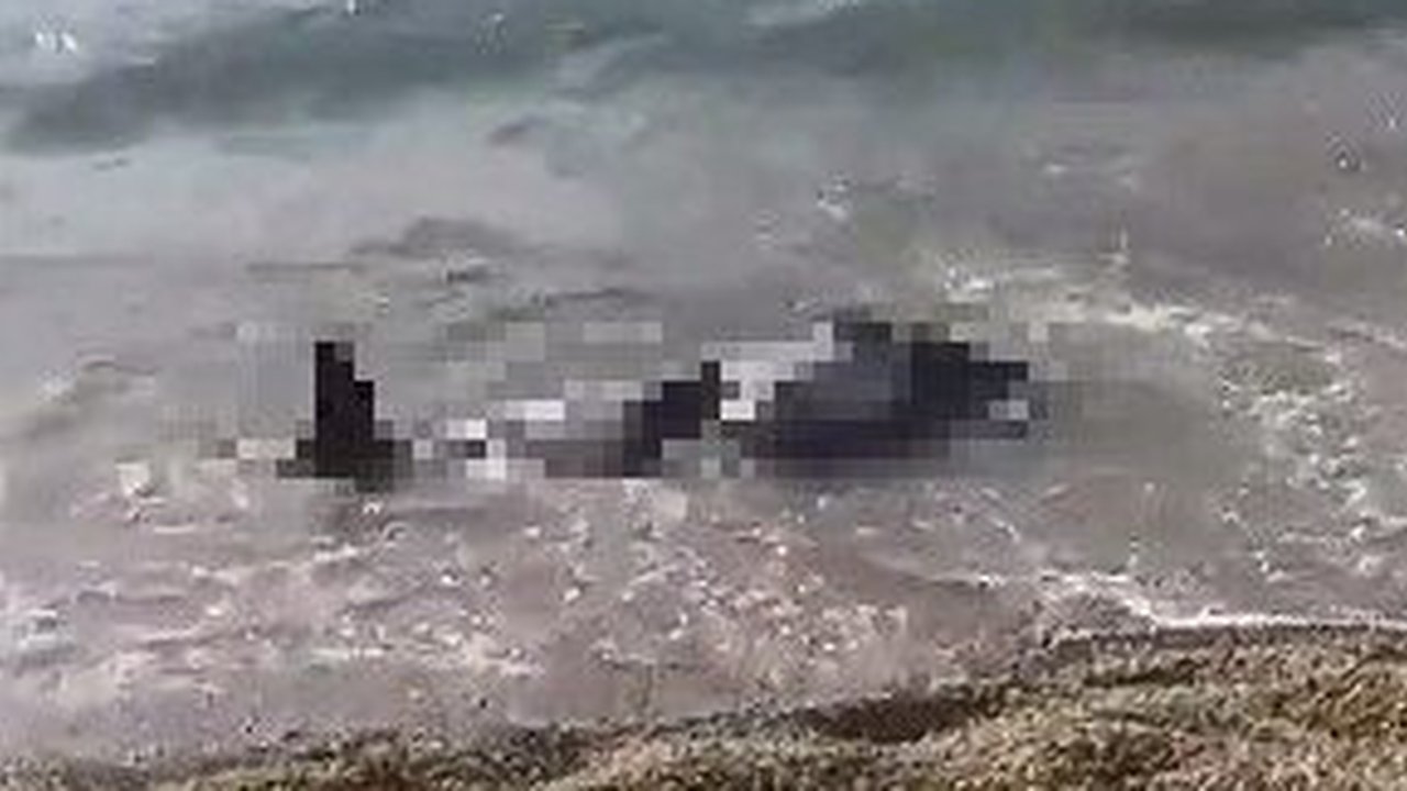 Главная картинка новости: На пляж Новороссийска выбросило разрубленного пополам дельфина