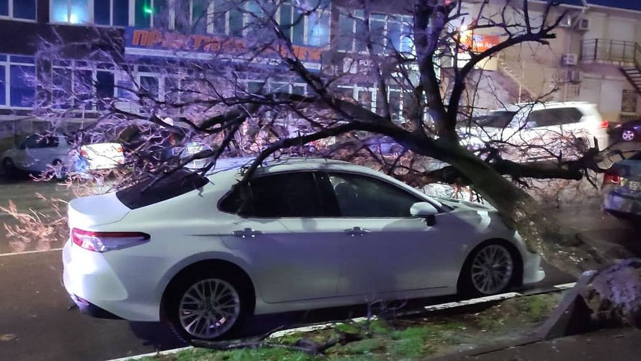 Главная картинка новости: На припаркованные автомобили новороссийцев рухнуло дерево