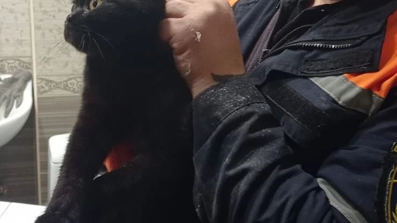 Главная картинка новости: Спасатели Новороссийска достали кота, который застрял в трубах