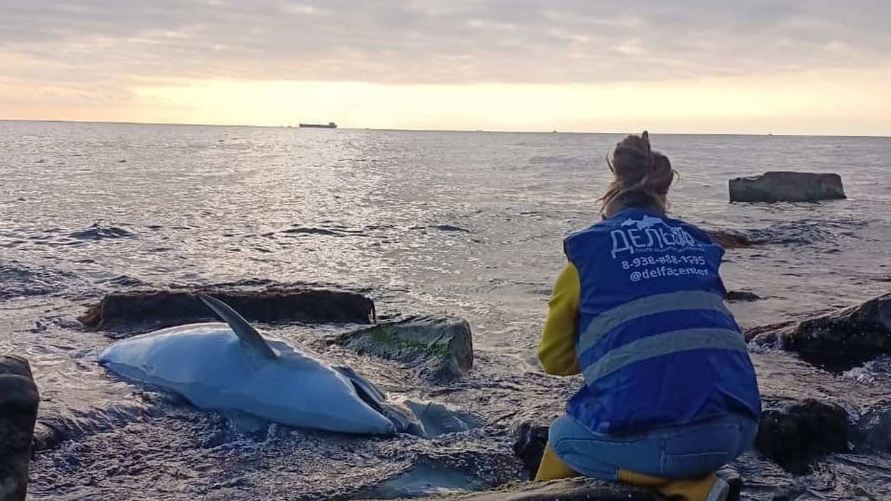 Главная картинка новости: На берег моря в Новороссийске выбросило дельфина