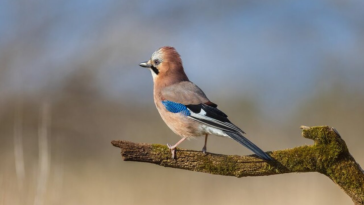Главная картинка новости: В одном из дворов Новороссийска поселилась мяукающая птица