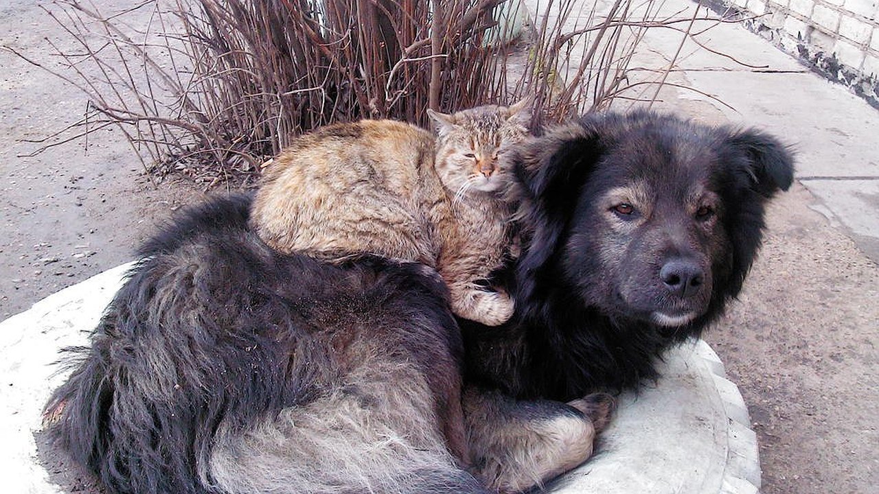 Главная картинка новости: Поглажу, но еды не дам: в крае внесли поправки в постановление о бездомных животных