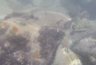 Миниатюра новости: У берегов Новороссийска рядом с домами и гостиницами нашли немецкую авиабомбу