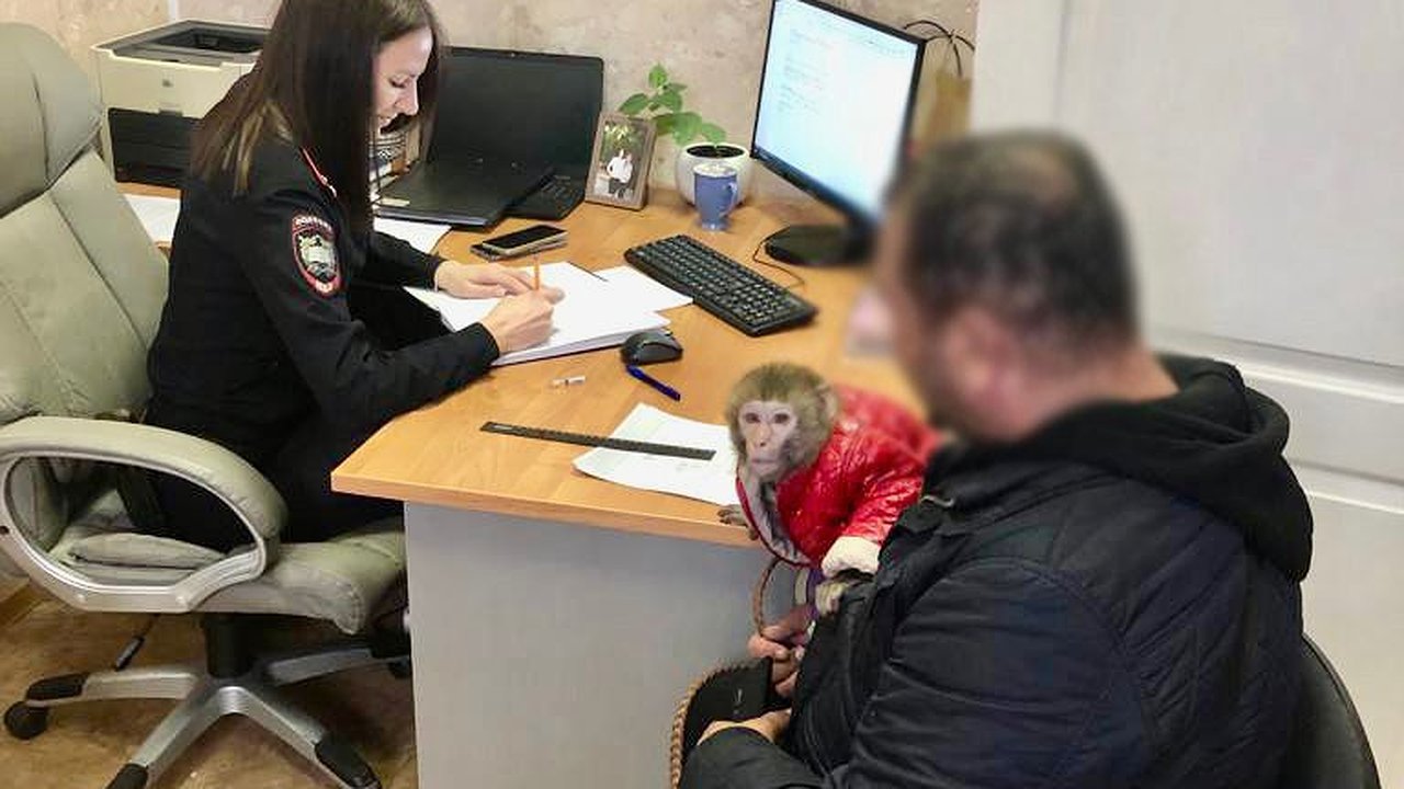 Главная картинка новости: Полиция Новороссийска задержала приезжего фотографа с обезьянкой