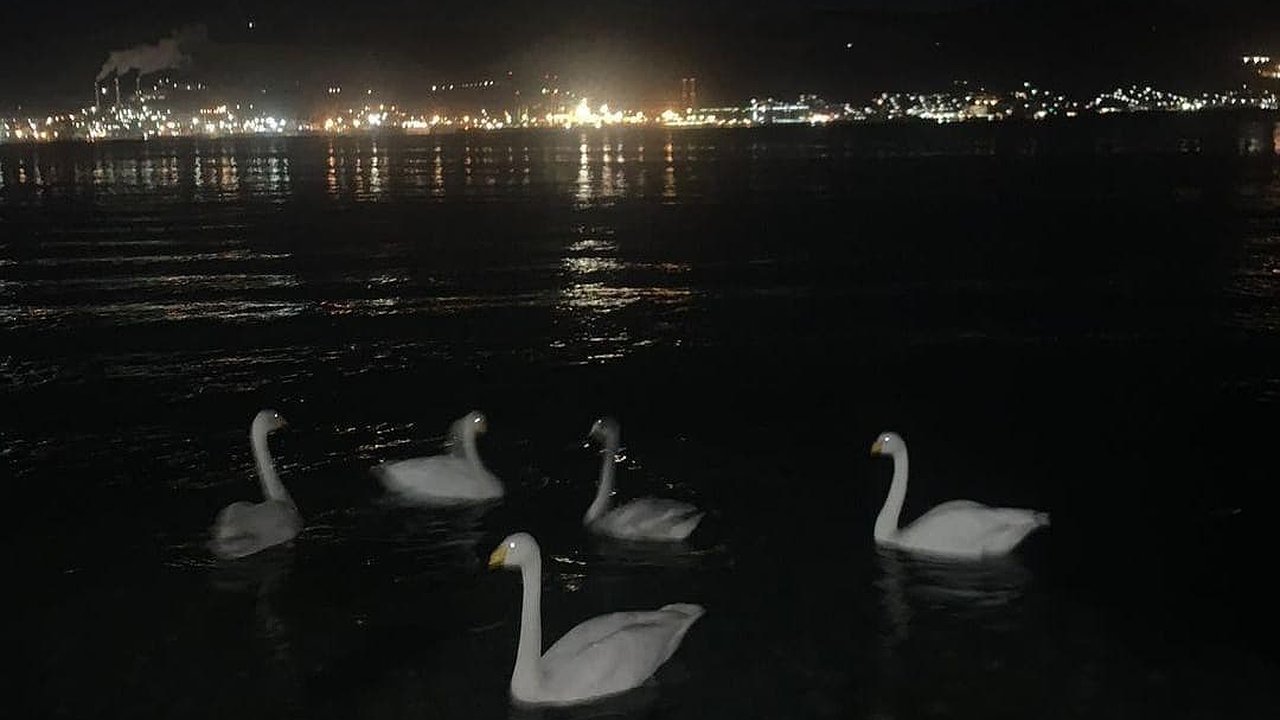 Главная картинка новости: На набережной Новороссийска молодые люди кидали петарды в лебедей