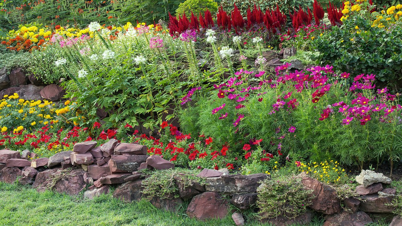 Главная картинка новости: В Новороссийске заказывают 33 тысячи цветов осенне-зимнего ассортимента