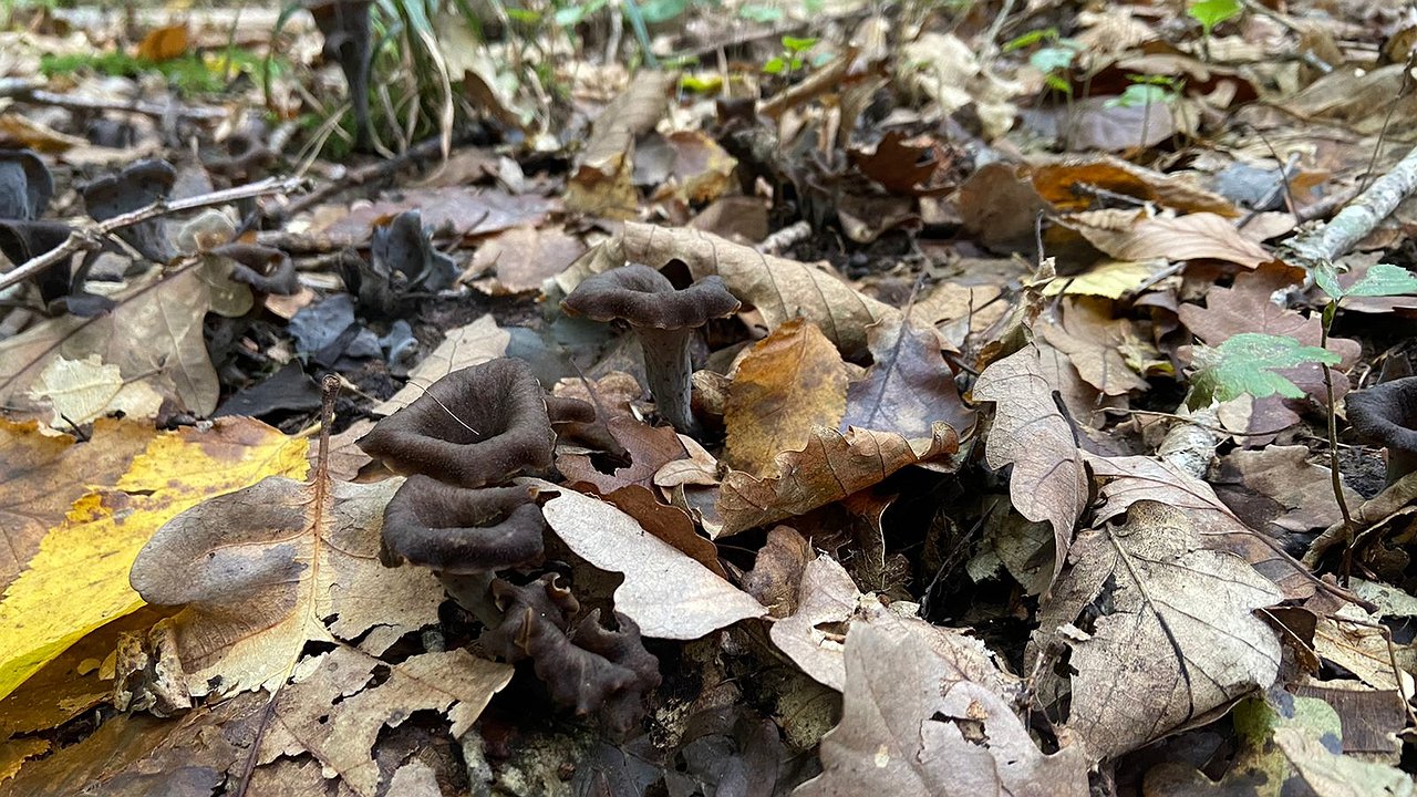 Главная картинка новости: Новороссийцы ведрами собирают «трюфель на ножке». В лесах небывалый урожай грибов