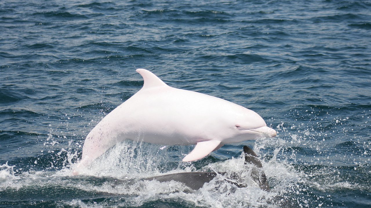 Главная картинка новости: Отдыхающие встретили дельфина-альбиноса в Черном море. Видео