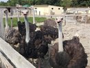 В станице Раевская появилась страусиная ферма