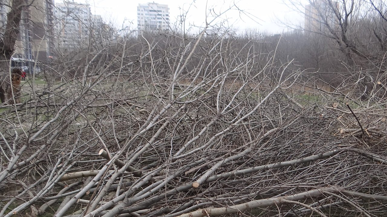 Главная картинка новости: «Нет стройке!» Новороссийских водителей зовут на автопробег в защиту Пионерской рощи