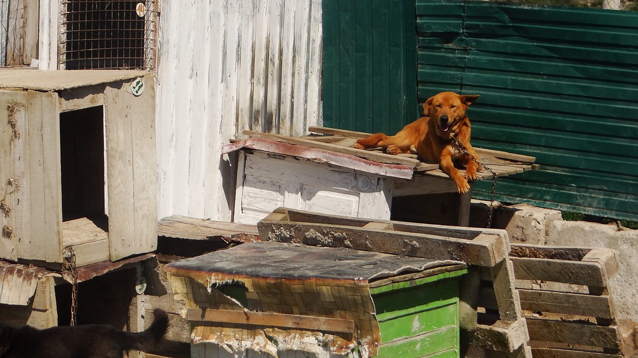 Главная картинка новости: С улицы – в вольер с миской. На «Полигоне» рассказали, как отлавливают собак на улицах Новороссийска