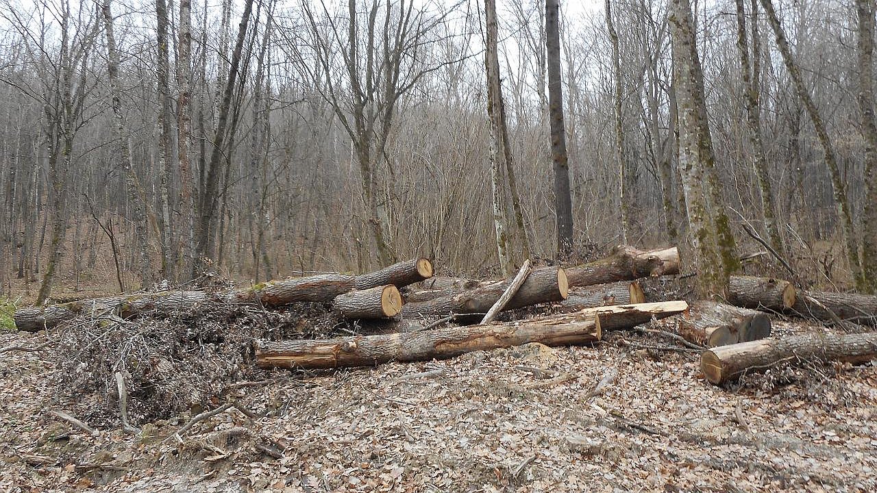 Главная картинка новости: В лесу под Новороссийском вырубили деревья на 3 миллиона рублей